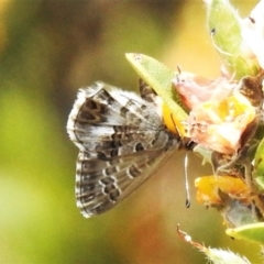 Neolucia agricola at Cotter River, ACT - 26 Dec 2019