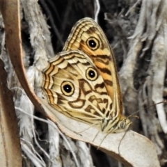 Geitoneura acantha (Ringed Xenica) at Paddys River, ACT - 26 Dec 2019 by JohnBundock