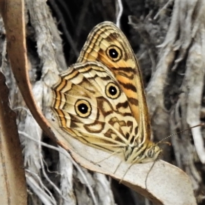 Geitoneura acantha (Ringed Xenica) at Paddys River, ACT - 26 Dec 2019 by JohnBundock