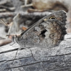 Geitoneura klugii (Marbled Xenica) at Tidbinbilla Nature Reserve - 26 Dec 2019 by JohnBundock