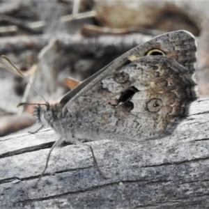 Geitoneura klugii at Paddys River, ACT - 26 Dec 2019 04:24 PM