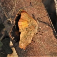 Paralucia aurifera (Bright Copper) at Tidbinbilla Nature Reserve - 26 Dec 2019 by JohnBundock