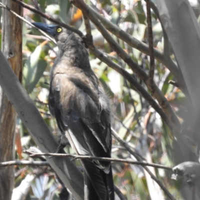 Strepera versicolor (Grey Currawong) at Cotter River, ACT - 26 Dec 2019 by JohnBundock