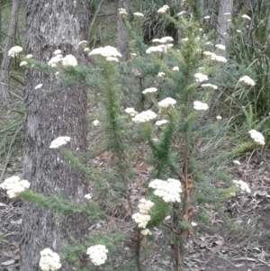 Cassinia aculeata at Wingecarribee Local Government Area - 6 Dec 2017 04:29 PM