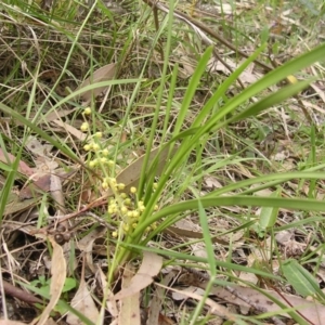 Lomandra filiformis subsp. coriacea at Wingecarribee Local Government Area - 18 Sep 2005