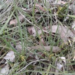 Lomandra filiformis subsp. coriacea at Wingecarribee Local Government Area - 18 Sep 2005 02:56 PM