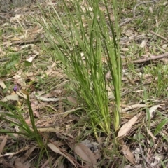 Lomandra filiformis subsp. coriacea at Wingecarribee Local Government Area - 18 Sep 2005