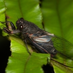 Yoyetta denisoni (Black Firetail Cicada) at ANBG - 24 Dec 2019 by rawshorty