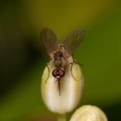 Geron sp. (genus) (Slender Bee Fly) at ANBG - 24 Dec 2019 by rawshorty
