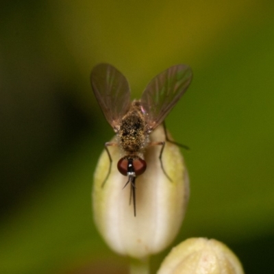 Geron sp. (genus) (Slender Bee Fly) at Acton, ACT - 24 Dec 2019 by rawshorty