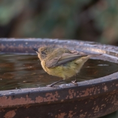 Acanthiza nana (Yellow Thornbill) at Symonston, ACT - 24 Dec 2019 by rawshorty