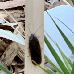 Blattodea (order) (Unidentified cockroach) at Weston, ACT - 26 Dec 2019 by AliceH