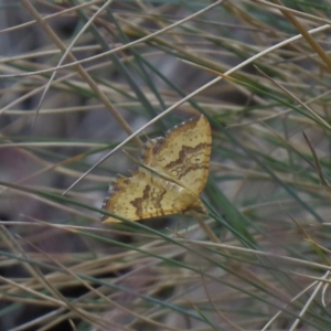 Chrysolarentia correlata at Cotter River, ACT - 27 Dec 2019 06:29 AM