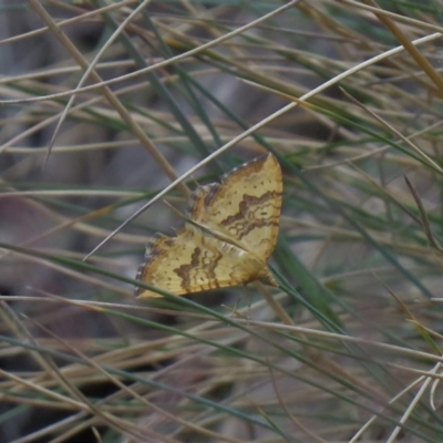 Chrysolarentia correlata (Yellow Carpet) at Cotter River, ACT - 26 Dec 2019 by SandraH