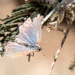 Jalmenus icilius (Amethyst Hairstreak) at Coree, ACT - 27 Nov 2019 by SWishart