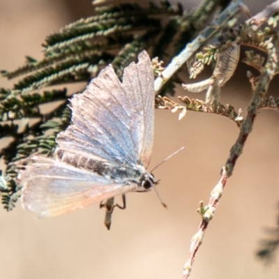 Jalmenus icilius (Amethyst Hairstreak) at Uriarra Recreation Reserve - 27 Nov 2019 by SWishart