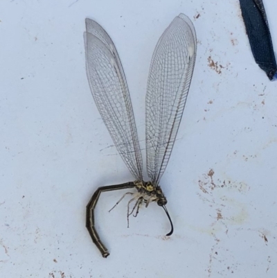 Myrmeleontidae (family) (Unidentified Antlion Lacewing) at Hughes, ACT - 27 Dec 2019 by ruthkerruish