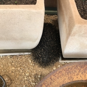 Tachyglossus aculeatus at Bungendore, NSW - 27 Dec 2019