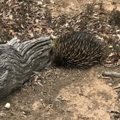 Tachyglossus aculeatus (Short-beaked Echidna) at QPRC LGA - 22 Dec 2019 by yellowboxwoodland