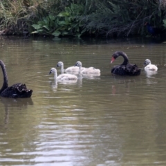 Cygnus atratus (Black Swan) at Gungahlin, ACT - 27 Dec 2019 by AlisonMilton