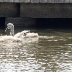 Cygnus atratus at Gungahlin, ACT - 27 Dec 2019 01:50 PM