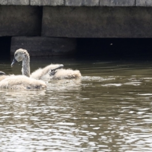 Cygnus atratus at Gungahlin, ACT - 27 Dec 2019 01:50 PM