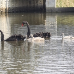 Cygnus atratus at Gungahlin, ACT - 27 Dec 2019 01:50 PM