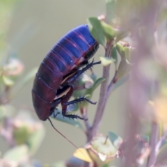 Melanozosteria sp. (genus) (A native cockroach) at Gungahlin, ACT - 27 Dec 2019 by AlisonMilton