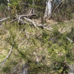 Baeckea utilis at Tennent, ACT - 25 Dec 2019