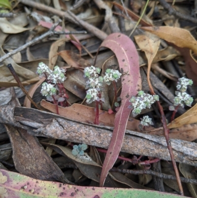 Poranthera microphylla (Small Poranthera) at Tennent, ACT - 24 Dec 2019 by MattM