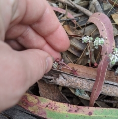 Poranthera microphylla at Tennent, ACT - 25 Dec 2019