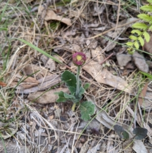 Brachyscome spathulata at Tennent, ACT - 25 Dec 2019