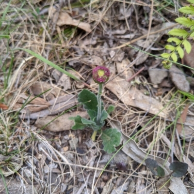 Brachyscome spathulata (Coarse Daisy, Spoon-leaved Daisy) at Tennent, ACT - 25 Dec 2019 by MattM