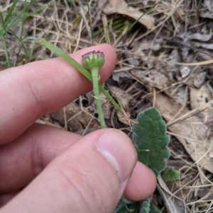 Brachyscome spathulata at Tennent, ACT - 25 Dec 2019