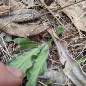 Brachyscome spathulata at Tennent, ACT - 25 Dec 2019