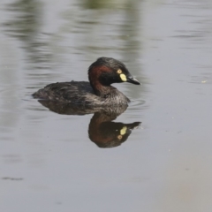 Tachybaptus novaehollandiae (Australasian Grebe) at Gungahlin, ACT - 27 Dec 2019 by AlisonMilton