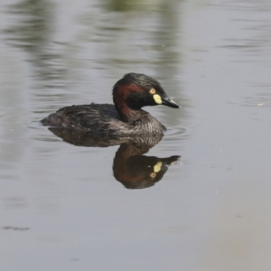 Tachybaptus novaehollandiae at Gungahlin, ACT - 27 Dec 2019