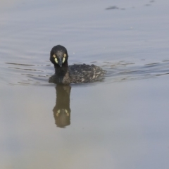 Tachybaptus novaehollandiae at Gungahlin, ACT - 27 Dec 2019