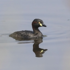 Tachybaptus novaehollandiae at Gungahlin, ACT - 27 Dec 2019 02:17 PM