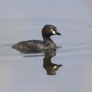 Tachybaptus novaehollandiae at Gungahlin, ACT - 27 Dec 2019