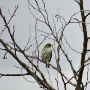 Oriolus sagittatus at Alpine - 26 Oct 2017 02:47 PM