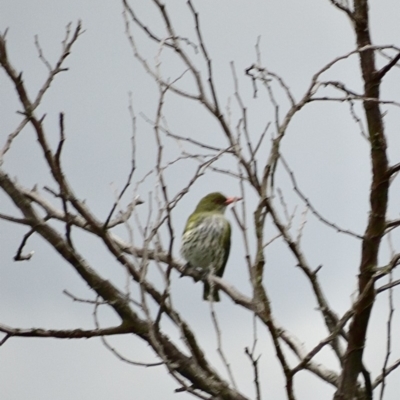 Oriolus sagittatus (Olive-backed Oriole) at Alpine, NSW - 26 Oct 2017 by JanHartog