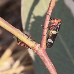 Eurymeloides pulchra at Gungahlin, ACT - 27 Dec 2019