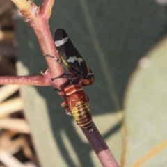 Eurymeloides pulchra at Gungahlin, ACT - 27 Dec 2019 02:26 PM