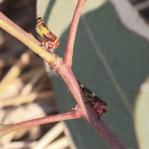 Eurymeloides pulchra at Gungahlin, ACT - 27 Dec 2019