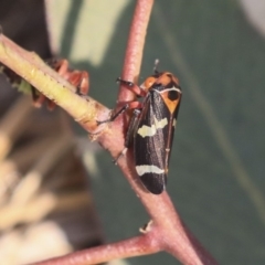 Eurymeloides pulchra at Gungahlin, ACT - 27 Dec 2019 02:26 PM