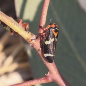 Eurymeloides pulchra at Gungahlin, ACT - 27 Dec 2019