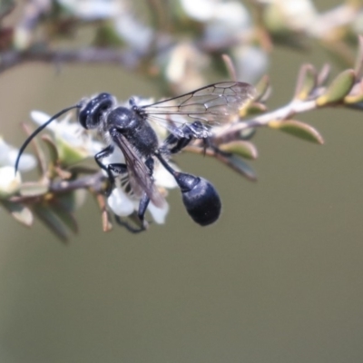 Isodontia sp. (genus) (Unidentified Grass-carrying wasp) at Gungahlin, ACT - 27 Dec 2019 by AlisonMilton