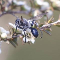 Isodontia sp. (genus) at Gungahlin, ACT - 27 Dec 2019 02:11 PM