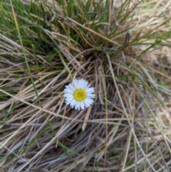 Brachyscome sp. (Cut-leaf Daisy) at Tennent, ACT - 25 Dec 2019 by MattM